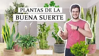 8 PLANTAS que atraen la SUERTE 🍀