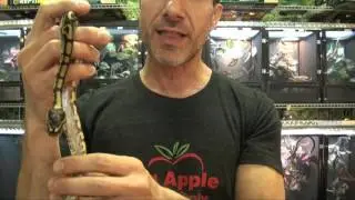 Yellowbelly Ball Pythons For Sale. Buy at Big Apple Pet with Same Day Shipping.