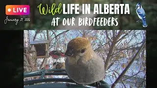 Afternoon Snack Time, Before it Gets Dark! Live from our birdfeeders in Alberta, Canada. #cattv