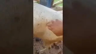 Descubre cómo salvar tu cabra y tu oveja de la muerte súbita por timpanismo.