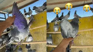 ترتيبات ما قبل السباق وجبتبكم صوره العلاج