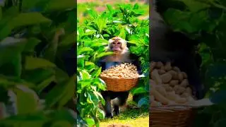 Interesting Story Of Monkeys Like Harvesting Peanuts