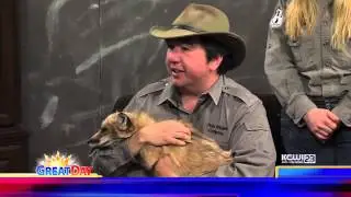 The Elusive Grey Fox in Iowa - Educational Program with Academy of Wildlife Education