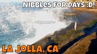 La Jolla Cliffs Are CRAZY! D: Plusinno Rod Holder Review! Fishing In La Jolla, CA! PT. 1 Ft. Werf TV