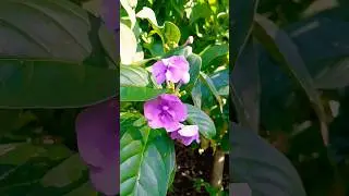 Yesterday-Today-and-Tomorrow, a flower that changes color. One bush, three shades, pure garden magic
