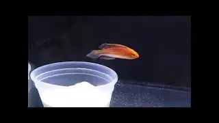 Pintail fairy Wrasse
