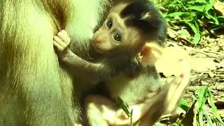 Many Ants Bite Baby Monkey REX, Baby Very Itchy  & Scratching By Legs, Mouth Sucking Milk, Fast Gro
