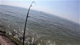 Gator Bluefish BLITZ Insanity!!! Surf Fishing Long Island