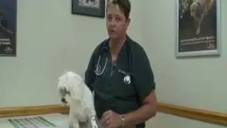 Pup with the perfect weight body score