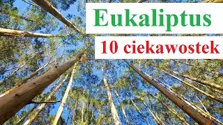 Eukaliptus - 10 ciekawostek