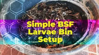 Cheap and Easy Composting Bin Setup - BSF Larvae