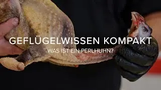 Gefl&uuml;gelwissen kompakt: Was ist ein Perlhuhn?