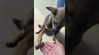 Cute dog #dog #puppy #animation #dogshorts