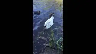swan eating toast....