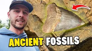 Finding Rare Great White Shark Teeth Underground!