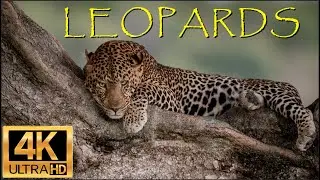 Leopards of the Maasai Mara, Africa