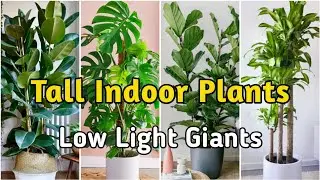 Top 20 TALL Low Light Indoor Plants|Best Houseplants for Shady Corners|Tallest Indoor Plants forHome