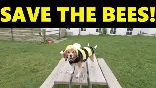 Save The Bees!