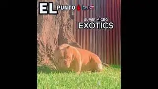 Nano bullies from Spain in El Punto kennels Jacksonville, Florida