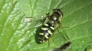Hoverflies and other flying insects
