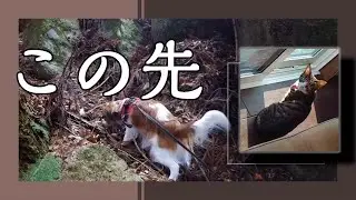 コーイケルホンディエと少し奥まで行ってみた【コーイケルホンディエ】【保護猫】