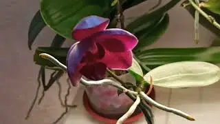 Стелленбош зацвел первым/Орхидея цветет через детку/ Stellenbosch bloomed first/Orchid with 2 babies
