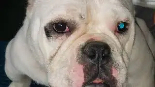 Stacking Exotic Bullies 101