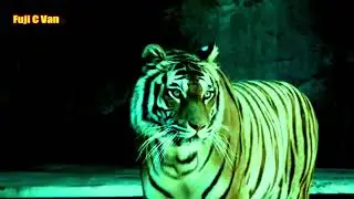 Suab Tsov Quaj, Real Tiger Sound.