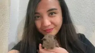 Meet My 16 Guinea Pigs | Welcome Home, Sooty G. Smoothie and Nugget | Introduction to Guinea Pigs