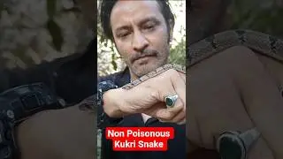 Non Poisonous Kukri Snake #kukrisnake #snake #snakevideo #snakerescue