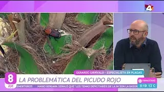8AM - La problemática del Picudo Rojo