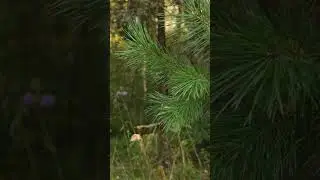 Лес осень #nature #лесной #wildlife #природныепейзажи #naturesounds