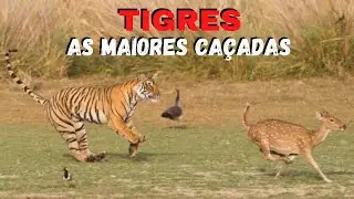 AS GRANDES CAÇADAS DOS TIGRES! OS MAIORES FELINOS DO MUNDO! FORÇA, AGILIDADE, POTÊNCIA E BELEZA!