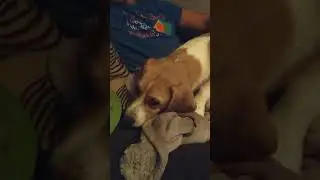 Beagle strikes again begging for food