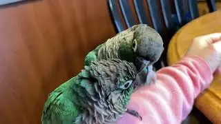 Conure Birds Grooming Each Other