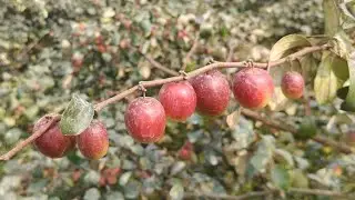 Bhratsunduri apple ber ferming visit from Kolkata west Bengal. Wholesale plant nursery online..... 