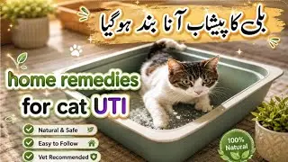 Urinantry Tract infection (UTI) In Cats | Cat UTI Causes & Symptoms & Treatment | urinary infection