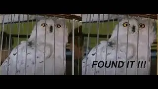 Hedwig clip