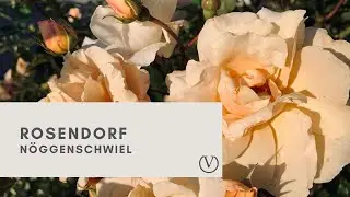 Rosendorf - N&ouml;ggenschwiel - Schwarzwald