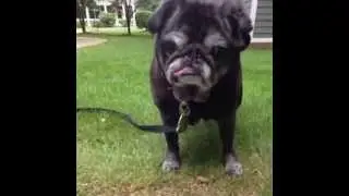 The thoughts of an elderly pug