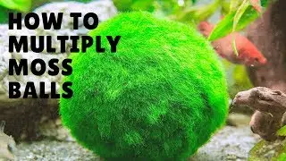 HOW TO MULTIPLY/REPRODUCE MARIMO MOSS BALLS