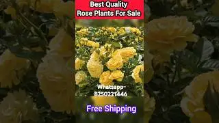 Best Quality Rose Plants For Sale 🌹 #shorts #ytshorts #trending