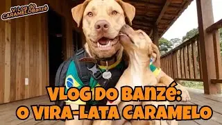 Banzé, o Vira-Lata Caramelo: Resgate e Adoção do Filhote