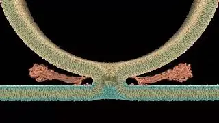 A Visual Model for SARS CoV-2 Membrane Fusion
