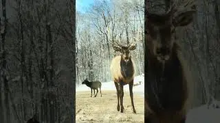 Encounter with a Giant Elk! 🦌 | Nature Up Close&rdquo;