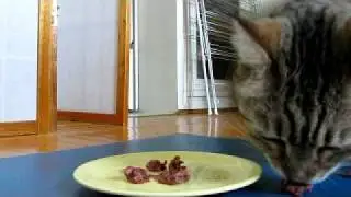 Happy Cats eat raw food
