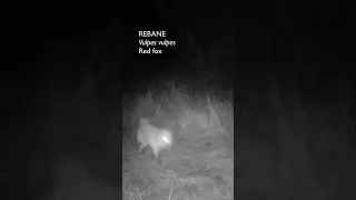 Rebane (Vulpes vulpes; Red fox) - Eesti elurikkus