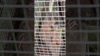 Reptil Iguana | Iguanaa Reptile | Clip 1 #shorts #reptile #iguana #iguanas #animals #godzilla