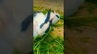 my new reel for you pege viral video