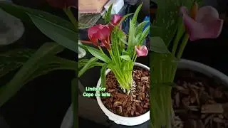 flor copo de leite #jardim #flores #gardening